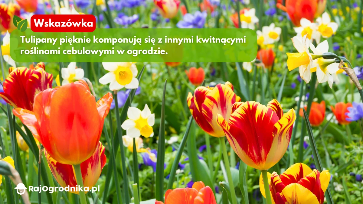 wskazówki-dotyczące-uprawy-tulipanów-w-ogrodzie-blog-sklep-rajogrodnika